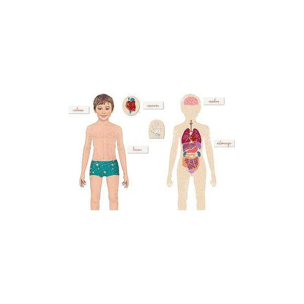 Gioco Educativo Montessori El Cuerpo Humano Clementoni (ES) (8 x 25,5 x 20 cm)