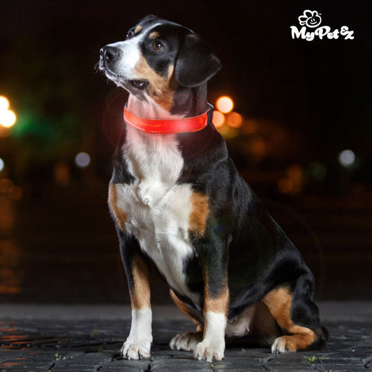 Collare per cani My Pet EZ LED